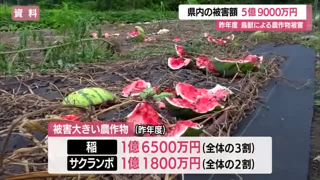 鳥獣による農作物被害...約5億9000万円（2025年度・前年度比1.7倍）イノシシ36％占める　山形 画像