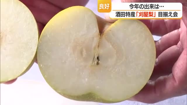 玉伸び良く糖度も乗っている・酒田市特産「刈屋梨」　114トン出荷見込み8割県内・2割関東へ　山形 画像