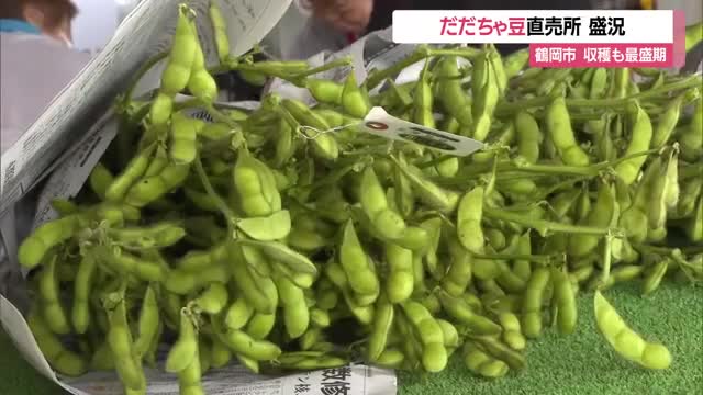 「甘さと香りが全然違う」　だだちゃ豆の収穫最盛期・直売所にぎわう　山形・鶴岡市 画像