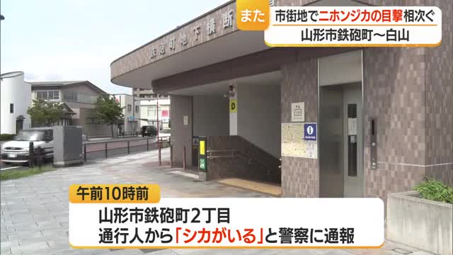 市街地でニホンジカの目撃相次ぐ　山形・山形市 画像