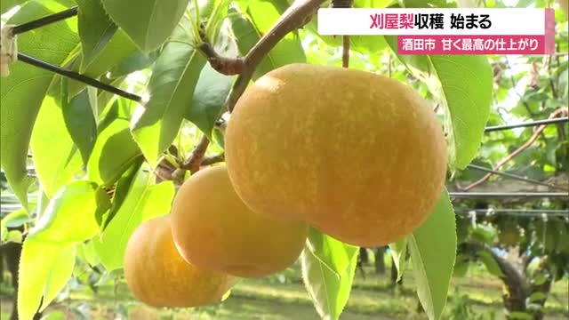 「甘くてジューシー最高の仕上がり」　特産・刈屋梨の収穫始まる　山形・酒田市 画像