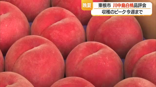 天候に恵まれ大玉で糖度乗る・夏の終わり伝える「川中島白桃」　シンガポールで販売　山形・東根市 画像