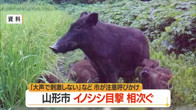 山形市でイノシシ目撃相次ぐ...大声で刺激しない・正面を避けて逃げる　山形市吉原一丁目 画像