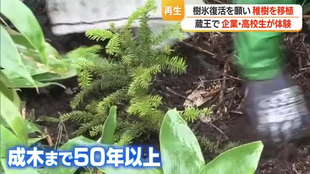 成木になるまで50年以上・種から育てたアオモリトドマツの稚樹を初めて移植　蔵王の樹氷復活願い　山形 画像
