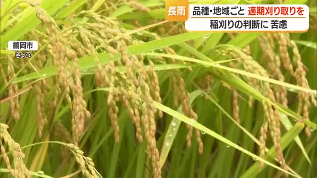 コメ収量「平均やや上回る」も雨続きで稲刈りの判断難しい　品種・地域ごとに適期刈り取りを　山形 画像
