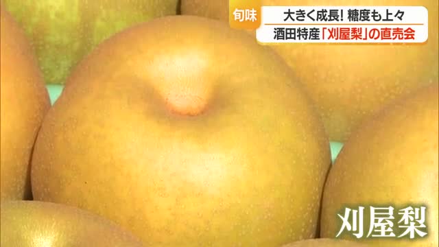 酒田市特産「刈屋梨」　大きく成長・糖度も上々　認知度向上・消費拡大ねらい直売会　山形・いろは蔵パーク 画像