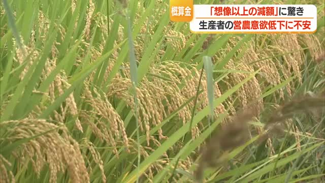 「小規模の人はコメ作り続ける気力なくなる」　概算金の減額...生産者の受け止め　山形 画像