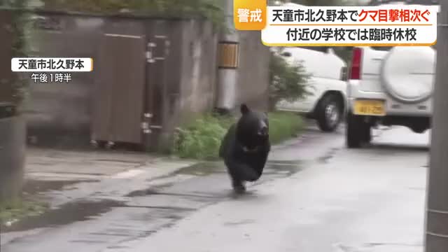 【クマ出没】住宅街で体長80センチのクマ目撃　天童北部小学校・第二中学校で臨時休校　山形・天童市 画像