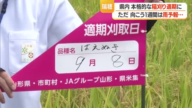 本格的な稲刈り適期に入る　向こう1週間は雨予報・田んぼの排水など事前準備の徹底を　山形 画像
