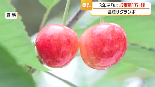 2026年のサクランボ収穫量1万200トン超見込み　3年ぶり豊作も販売価格は約2割低下　山形 画像