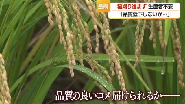 収獲適期なのに...雨続きで稲刈りできず・収穫遅れによる品質低下を懸念　中村気象予報士の稲刈り予報　山形 画像