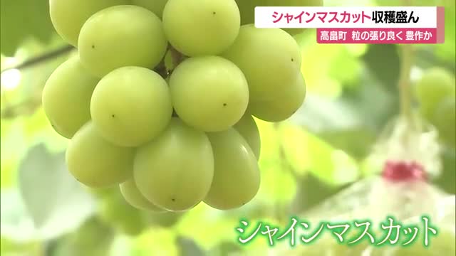 果樹王国・山形の秋を代表するエメラルドグリーン「シャインマスカット」収穫盛ん　山形・高畠町 画像