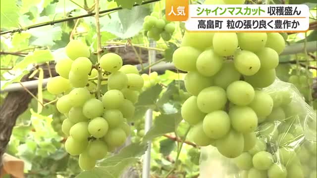 果樹王国山形のシャインマスカット　天候条件良く大粒で張りあり甘く仕上がる　山形・高畠町 画像