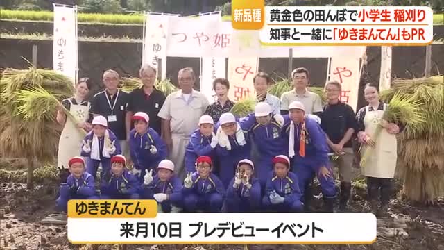 黄金色の田んぼでつや姫・雪若丸の稲刈り　知事と一緒に新品種「ゆきまんてん」も　山形・本沢小 画像
