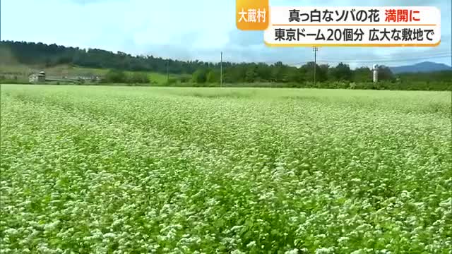 真っ白なソバの花満開に　東京ドーム20個分・広大な敷地で　山形・大蔵村湯の台高原 画像