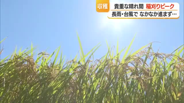 晴れ間ねらって県内各地で稲刈り進む　山形・鶴岡市 画像