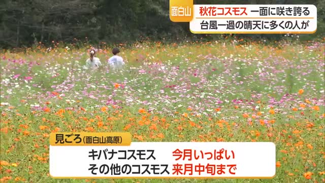 台風一過の好天・面白山高原コスモスベルグで100万本のコスモス見頃　山形市 画像