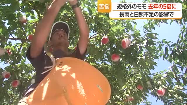 県産モモが長雨で…「規格外のモモ」が去年の5倍・生産者苦悩　山形・天童市 画像