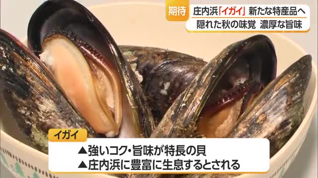 庄内浜の新特産品に期待　県漁協が「イガイ」の流通・消費拡大へ新たな取り組み　山形 画像