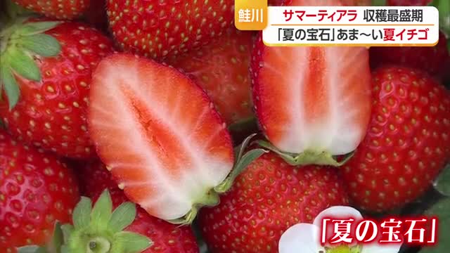 夏イチゴ「サマーティアラ」収穫最盛期・あま～い夏イチゴ　山形・鮭川村 画像