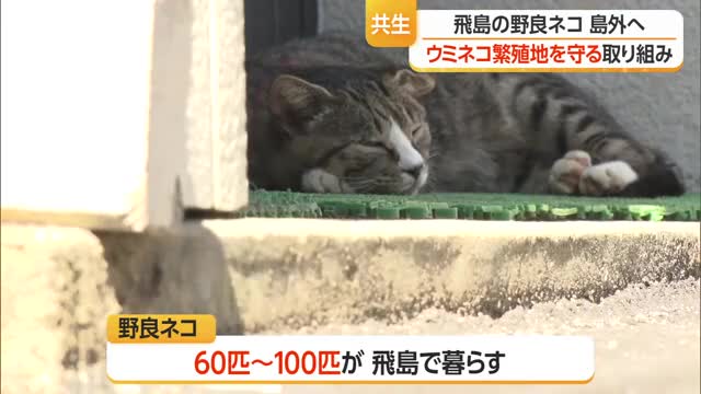 ウミネコを守れ！飛島でネコ捕獲＆移住大作戦！・ネコ25匹捕獲　山形・酒田市 画像