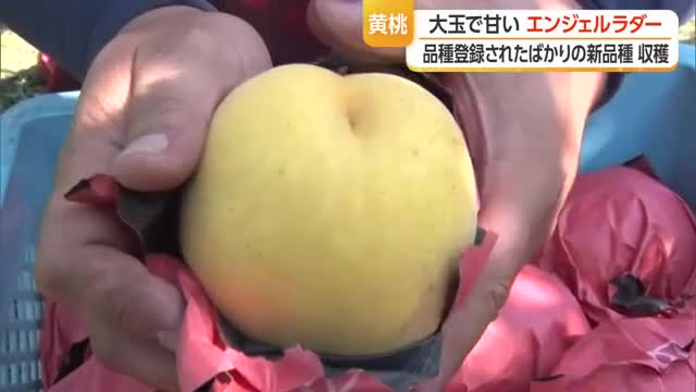 華やかな香りと噛むごとにあふれる甘味！　新たな品種「黄色い桃」収穫開始　山形・天童市 画像