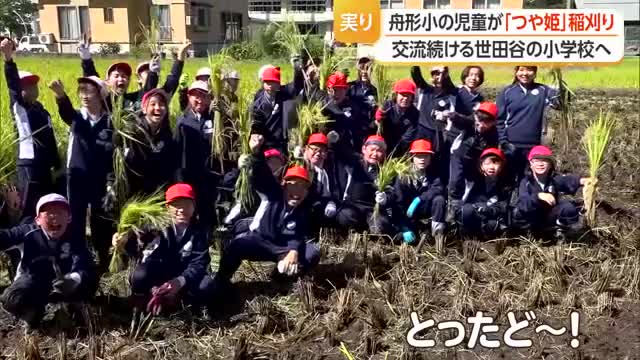 舟形小の児童が「つや姫」稲刈り　交流続ける世田谷の小学校へ　山形・舟形町 画像