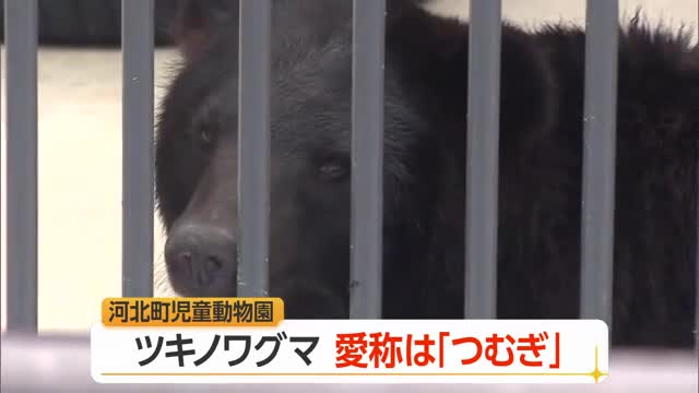 「歴史と思い出たくさん紡いで」　ツキノワグマ愛称「つむぎ」に決定　山形・河北町児童動物園 画像