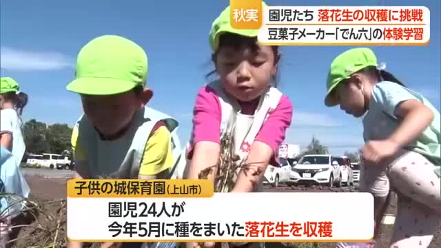 保育園児と一緒に 自分たちで種まいた落花生の収穫体験　山形 画像