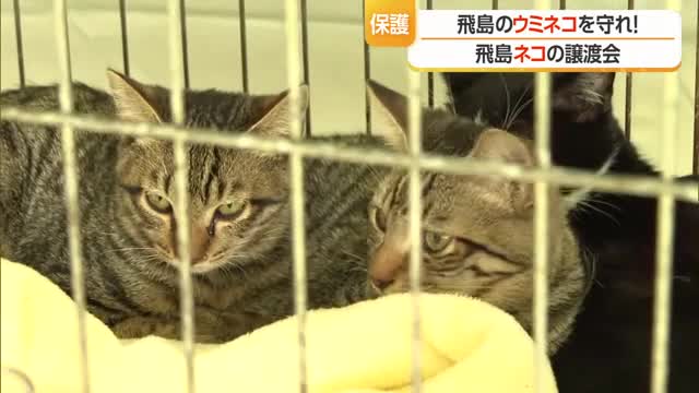 飛島で保護されたネコの引き取り手見つかる・ウミネコ繁殖地を守る　山形・酒田市 画像
