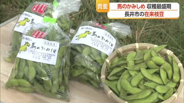 しっかり味が乗り濃厚でおいしい在来枝豆「馬のかみしめ」収穫最盛期　山形・長井市 画像