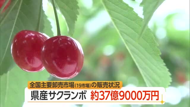 県産サクランボ販売額約37億9000万円（前年比+12億4500万円）・1キロあたり単価は↓　山形 画像