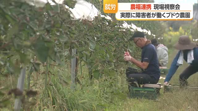 実際に障害者が働くブドウ畑を見学　
