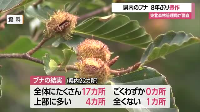 クマのエサ・ブナの実8年ぶり豊作　2027年は個体数増加でクマ出没リスク増か　山形 画像