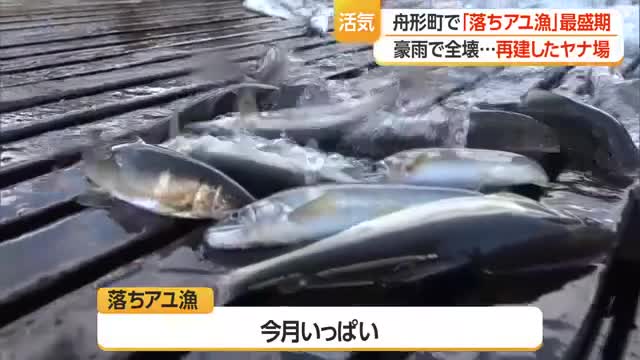 度重なる豪雨災害で全壊したヤナ場を再建　舟形町で「落ちアユ漁」最盛期　山形 画像