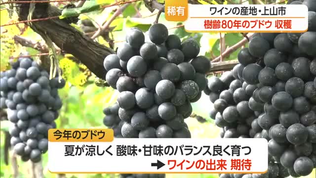 樹齢80年のワイン用ブドウを収穫　手間暇かけて育てる理由とは？　山形・上山市 画像