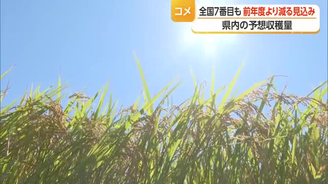 県内のコメ作況指数101・前年並み　予想収穫量32万300トン・全国7番目に多い　山形 画像