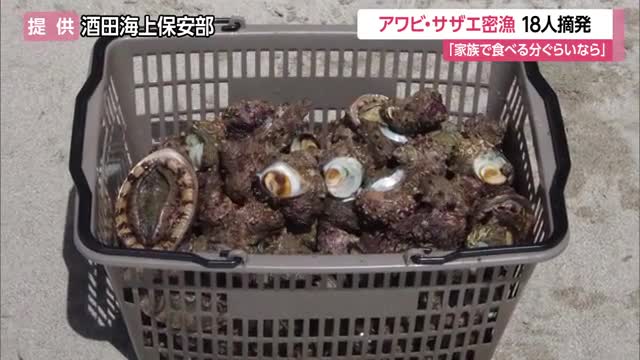 「家族で食べる分くらいならいいだろう」安易な動機大半...アワビ・サザエ密漁で18人検挙　山形 画像