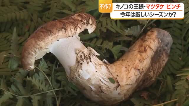 キノコの王様「マツタケ」ピンチ！　10月に入りピタッと採れなくなり厳しいシーズンか　山形・高畠町 画像