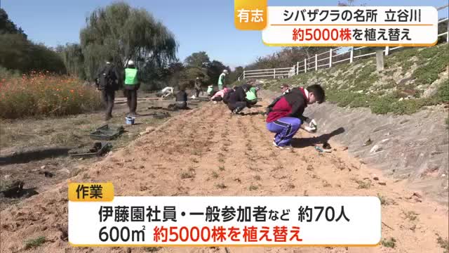 来春に花咲かせる　除草剤で枯れたシバザクラの名所で約5000株植え替え　山形・天童市立谷川の河川敷 画像