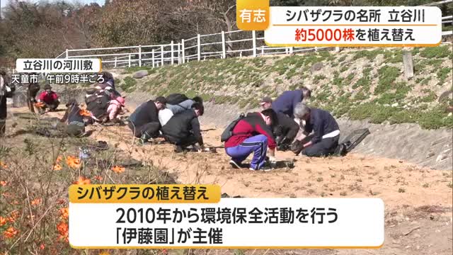 来春に花咲かせる　除草剤で枯れたシバザクラの名所で約5000株植え替え　山形・天童市立谷川の河川敷 画像