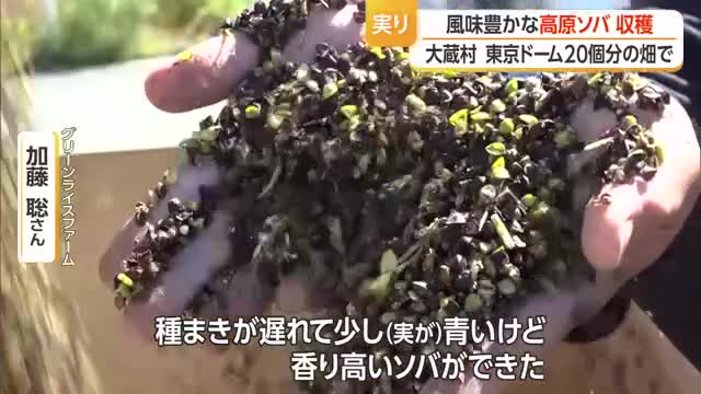 風味豊かな高原ソバ収穫・東京ドーム20個分　山形・大蔵村湯の台高原 画像
