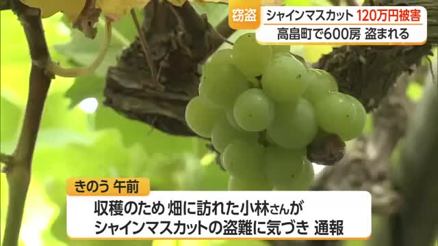 過去10年で最高額...収穫目前のシャインマスカット約600房・120万円相当盗難被害　山形・高畠町 画像