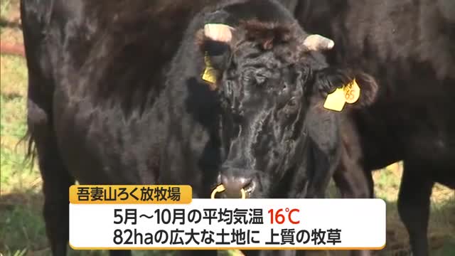 吾妻山ろく放牧場で最終下牧　涼しく夏過ごしたウシたちが飼い主の元へ・来春にかけ出産　山形・米沢市 画像