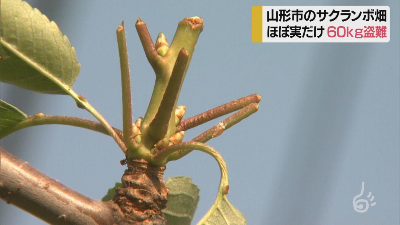 Newsイット やまがた さくらんぼテレビ Newsイット やまがた さくらんぼテレビ